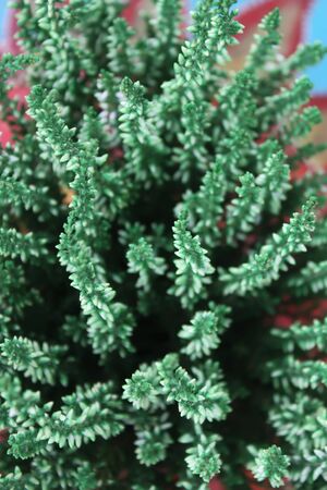Pots with young conifer plants in greenhouse