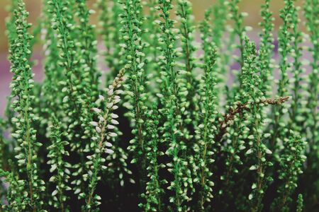 Young conifer plants in greenhouse close upの写真素材