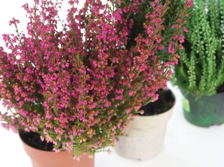 Pots with young conifer plants in greenhouseの写真素材