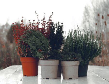 Pots with young conifer plants on the wooden table outdoors.の写真素材