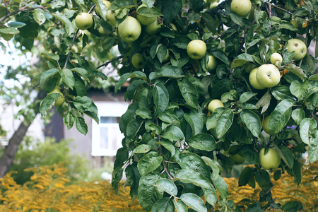 Green apples on the tree in the gardenの写真素材