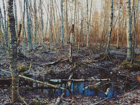 Spring forest in Latviaの写真素材