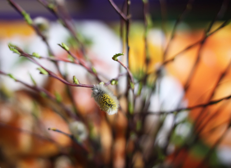 Pussy willow branches with white catkinsの写真素材