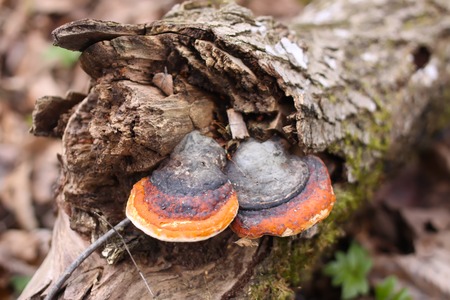 Tinder fungus on a tree trunk in the forest. Fomitopsis pinicola.の写真素材