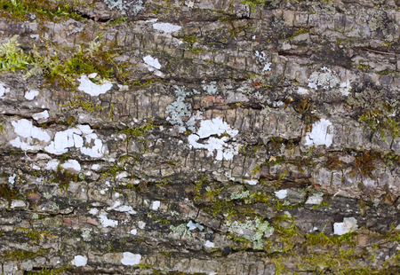 Tree bark texture close up.