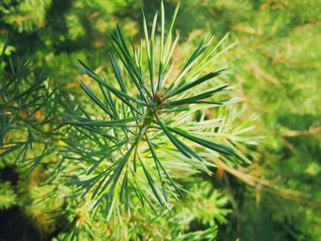 Green branches of pine tree.