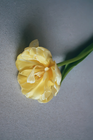 Beautiful tulip flowers on light paper background.の写真素材