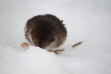 Elephant shrew on the snow. Macroscelides proboscideus.の写真素材