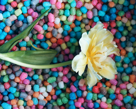 Beautiful tulip flower on colorful corn chips background.の写真素材