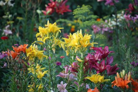 Colorful lily flowers blooming in the summer gardenの写真素材