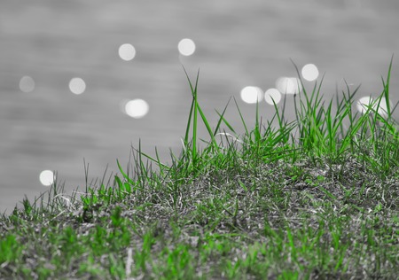 Fresh green spring grass on water backgroundの写真素材
