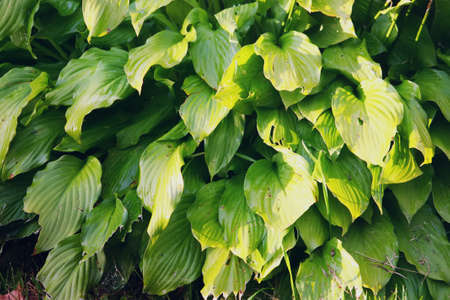 Hosta plant green leaves in sunlightの写真素材