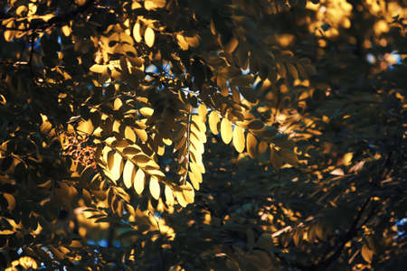 Acacia tree branches in sunlight in the gardenの写真素材