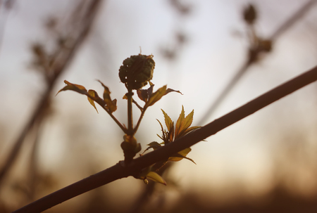 Silhouettes of tree branches with green leaves in the spring forest.の写真素材