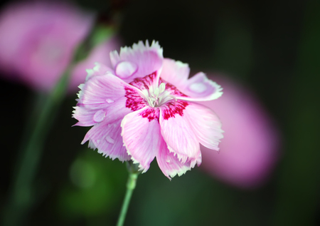 Pink garden carnations growing in garden.の写真素材