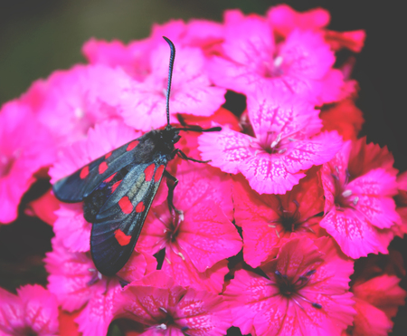 Pink garden carnations growing in garden. Six-spot burnet. Zygaena filipendulae moth.の写真素材