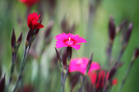 Pink small garden carnation flowers growing in garden.の写真素材