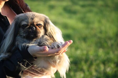 A small dog Pekingese sitting on a hands outdoors on summer nature background.の写真素材