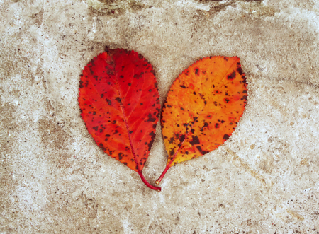 Two bright fallen autumn leaves on stone background.の写真素材