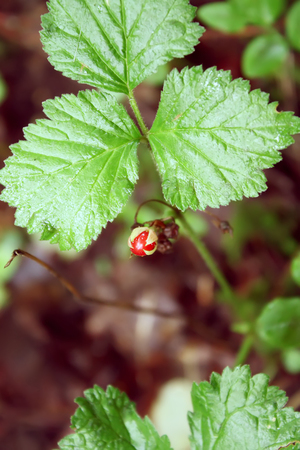 Vegetables growing in the greenhouse.の写真素材