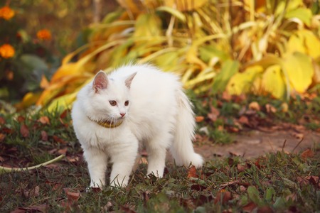 White fluffy cat in the autumn garden.の写真素材