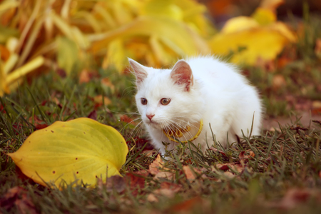 White fluffy cat in the autumn garden.の写真素材