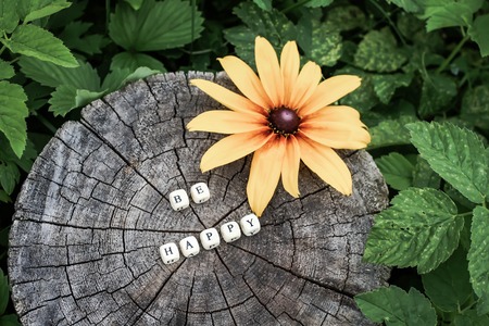 Word be happy of wooden alphabet beads on a tree stump surface in the forest.の写真素材