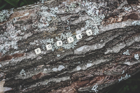 Word forest of wooden alphabet beads on a tree bark rough surface in the forest.の写真素材