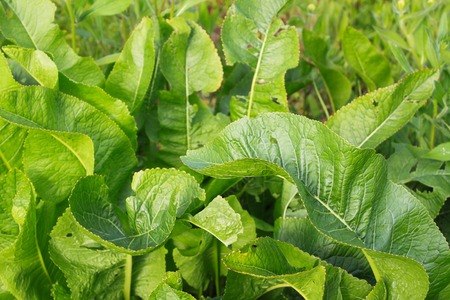 Green leaves of horseradish plant growing in the garden.の写真素材