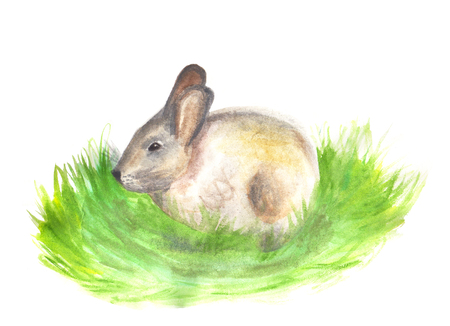 Watercolor hand painted illustration on white backgroundの写真素材