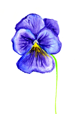 Watercolor colorful garden floral elements for summer design, botanical collection.の写真素材