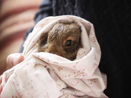 Little bunny in handsの写真素材