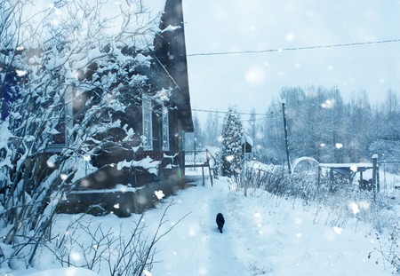 Landscape with snow covered trees and old rural house in Latvia, East Europe. Cat on the yard.の写真素材