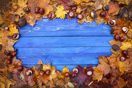 Aged blue wooden boards in a frame of dry brown chestnut leaves and ripe chestnuts or Aesculus hippocastanum fruits.の写真素材
