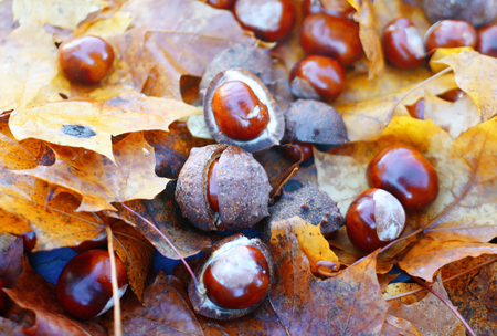 Horse-chestnuts or Aesculus hippocastanum close up.の写真素材