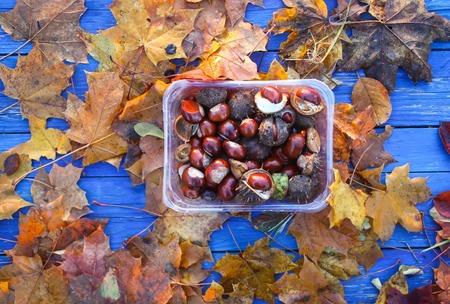 Dry autumn leaves and horse-chestnuts or Aesculus hippocastanum in tray.の写真素材