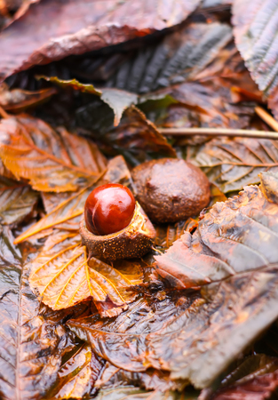 Horse-chestnuts or Aesculus hippocastanum on wet brown leaves in autumn park.の写真素材