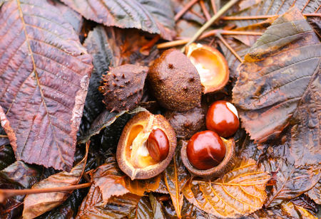 Horse-chestnuts or Aesculus hippocastanum on wet brown leaves in autumn park.の写真素材
