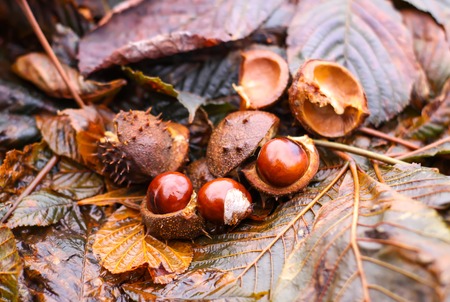 Horse-chestnuts or Aesculus hippocastanum on wet brown leaves in autumn park.の写真素材