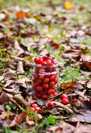 Ripe red berries of Crataegus laevigata plant. Midland hawthorn, mayflower fruits in glass jar on fall leaves background in the autumn park.の写真素材