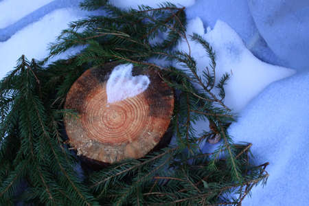 Heart of snow on tree stump and fir tree green branches in autumn parkの写真素材
