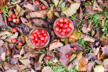 Ripe red berries of Crataegus laevigata plant. Midland hawthorn, mayflower fruits in glass jar on fall leaves background in the autumn park.の写真素材