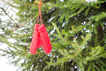 Red mittens hanging on fir tree green branches.の写真素材