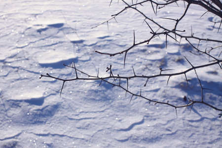 Fresh snow surface in sunny winter day.の写真素材