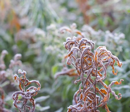 Frozen grass and plants close up. Nature background in winter park in november.の写真素材