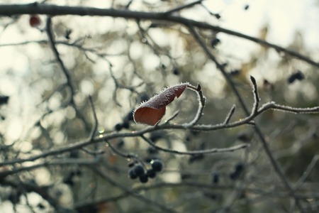 Black aronia ripe berries on the tree branch in autumn park.