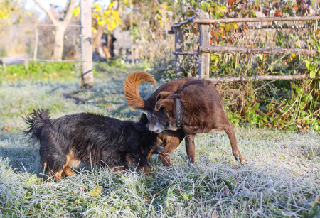 Two dogs in autumn park