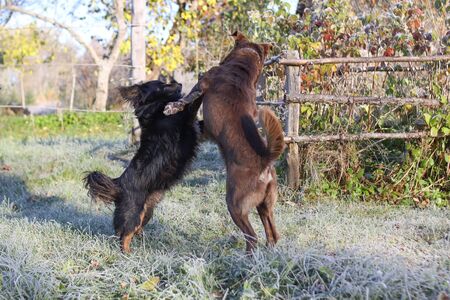 Two dogs in autumn parkの写真素材