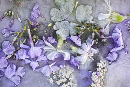 Ice cube with flowers close up. Natural frozen floral background.