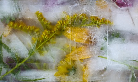Ice cube with flowers close up. Natural frozen floral background.の写真素材